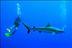 Swimming with Sharks!